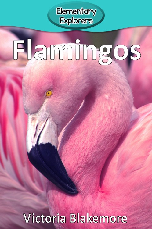 Flamingos- Reader_Page_01