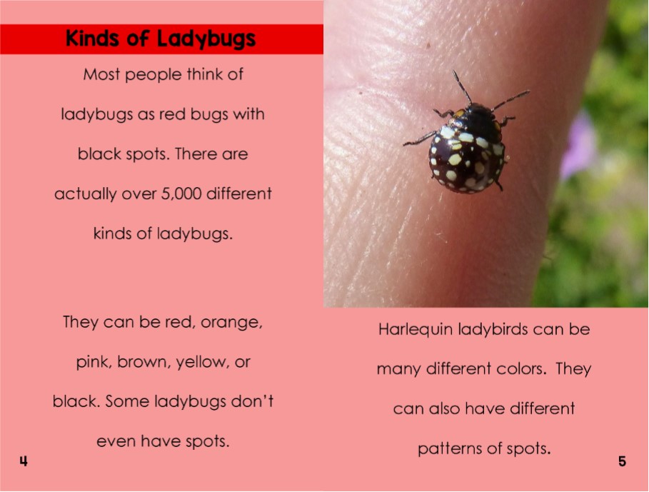 Ladybugsinterior