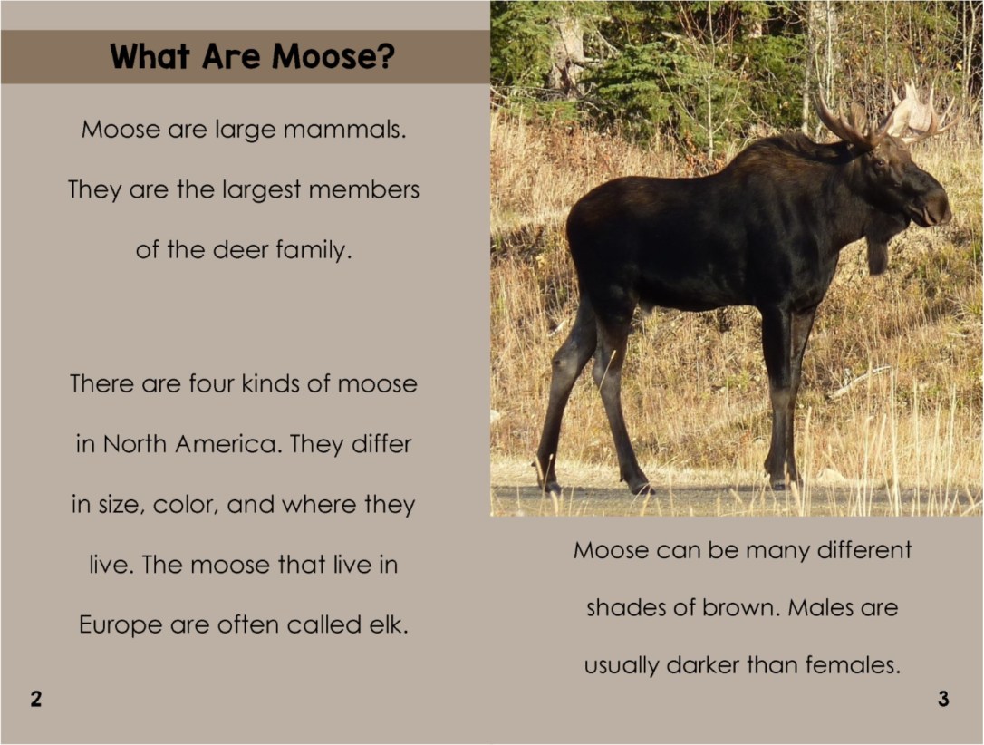 Mooseinterior