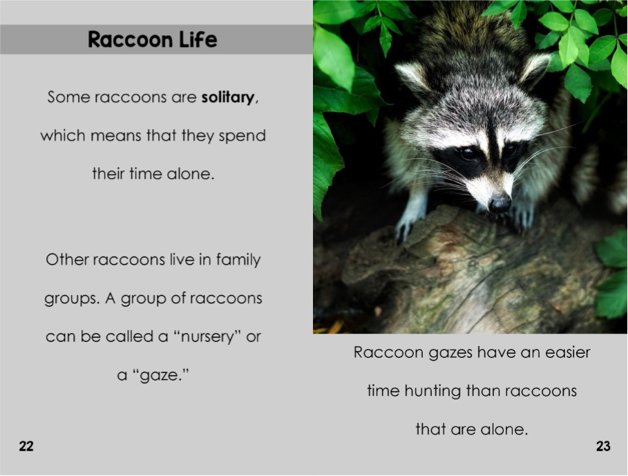 Raccoonsinterior