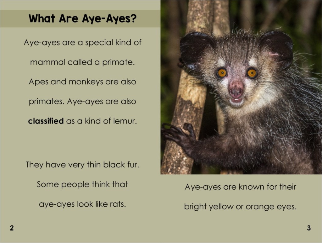 Aye-Ayes – Elementary Explorers
