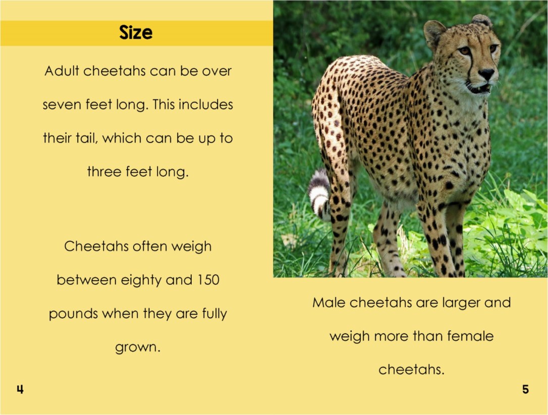 Cheetahsinterior