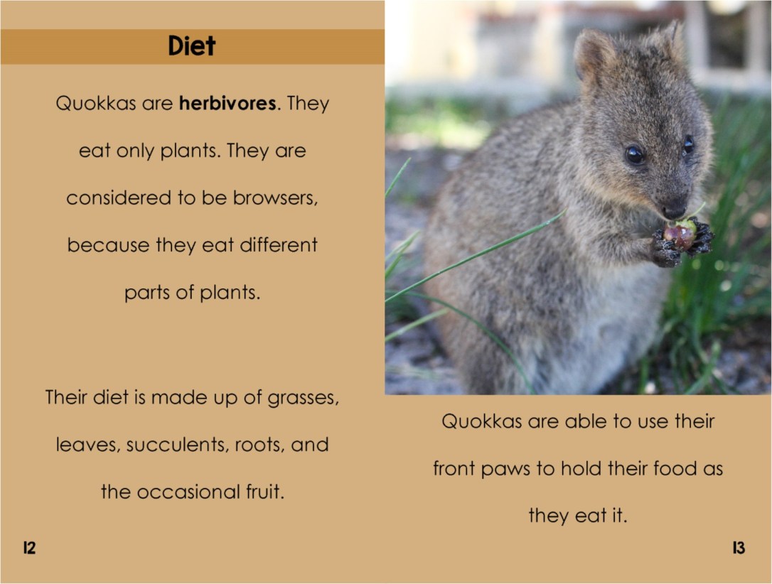 Quokkasinterior
