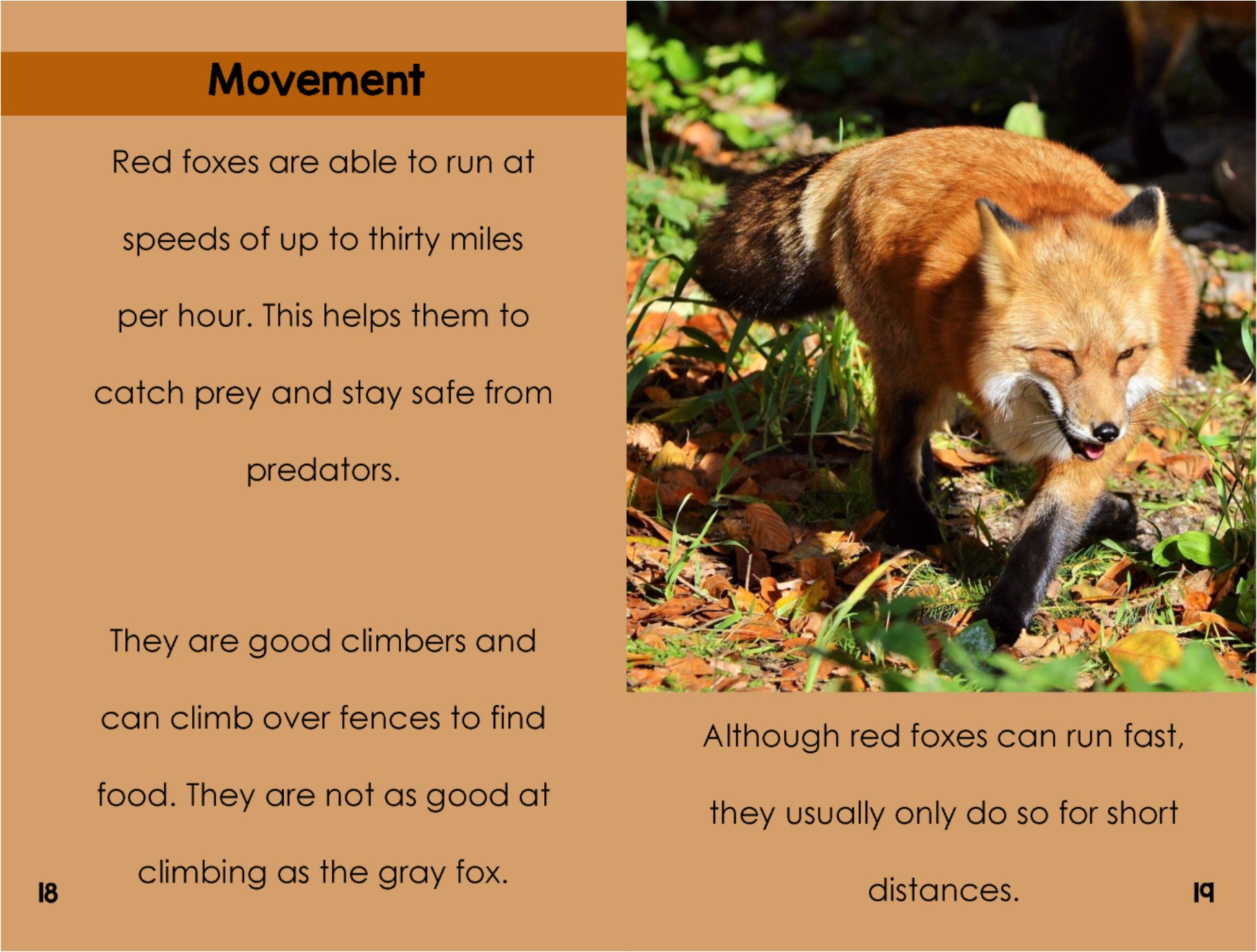 Red Foxes – Elementary Explorers