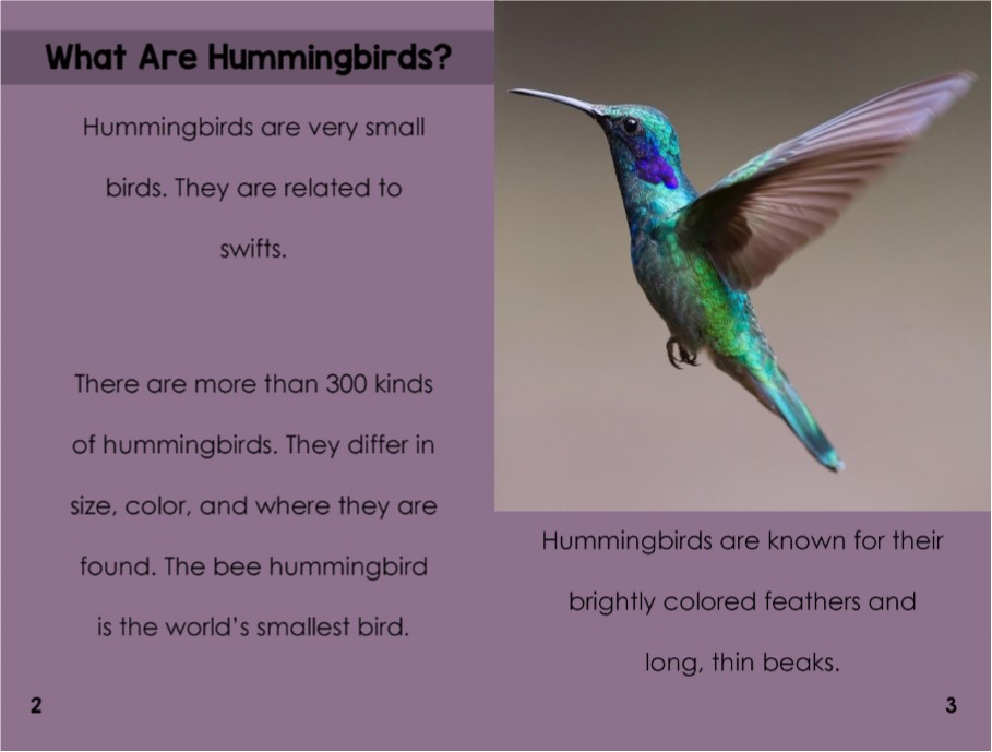 Hummingbirdsinterior