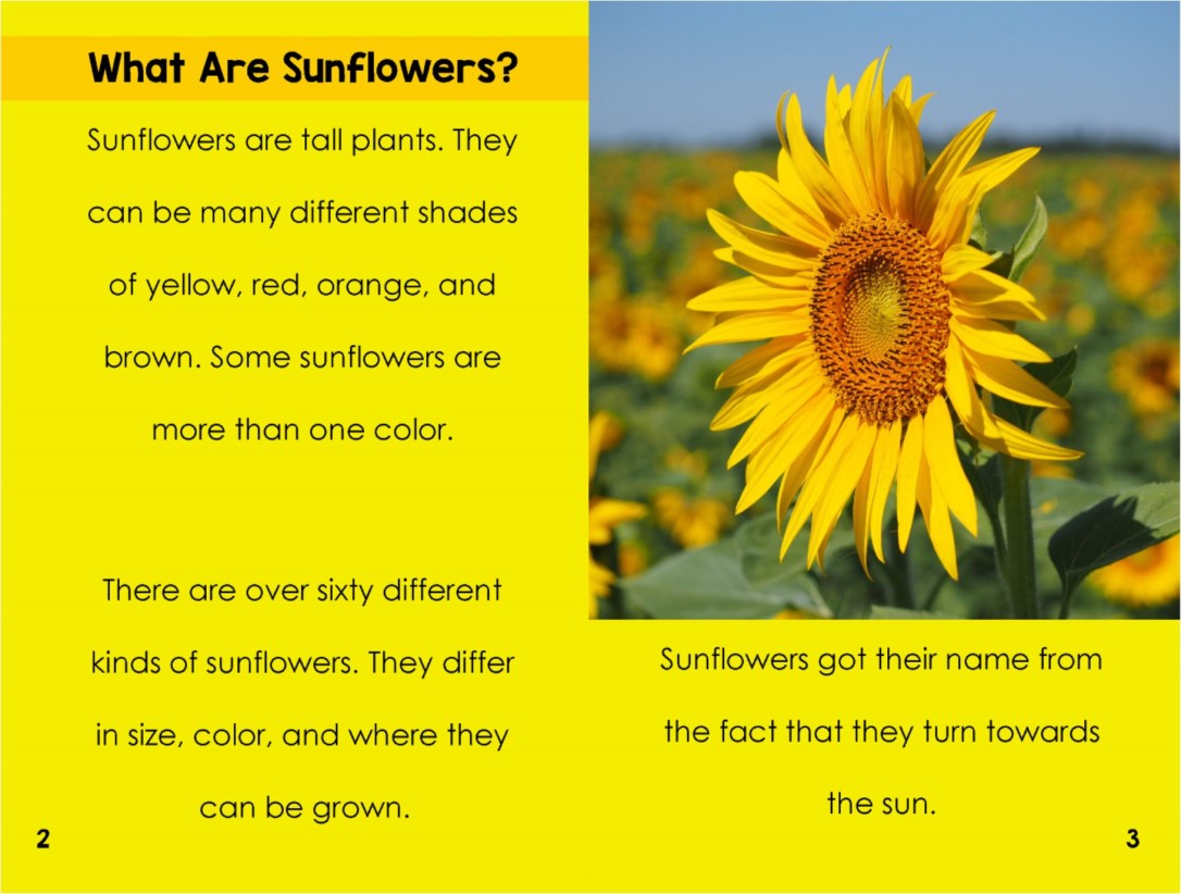 Sunflowersinterior
